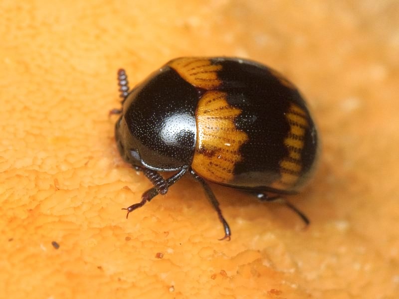 Diaperis boleti (Linnaeus, 1758)